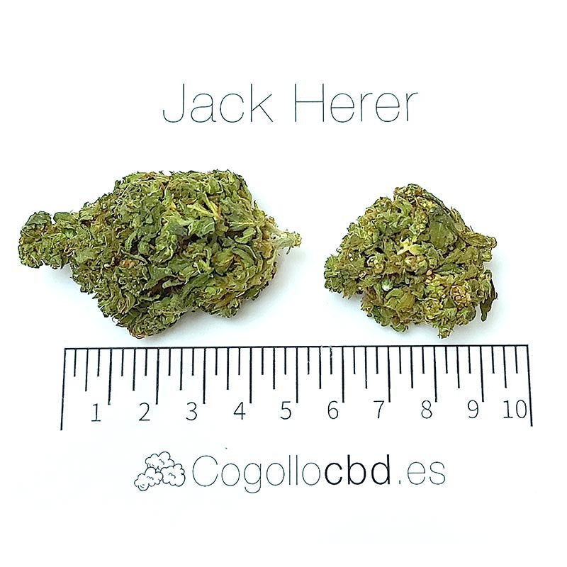 Jack Herer - cogollo CBD