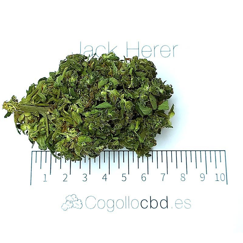 Jack Herer - cogollo CBD