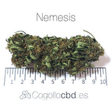 Nemesis - cogollo CBD