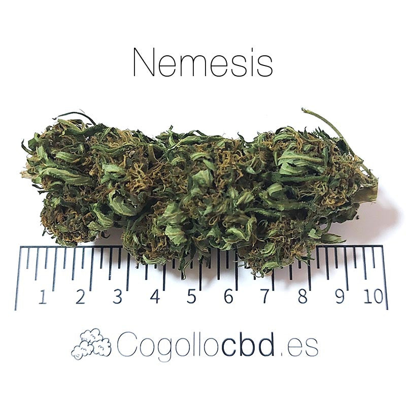 Nemesis - cogollo CBD