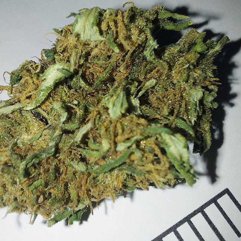 Nemesis - cogollo CBD