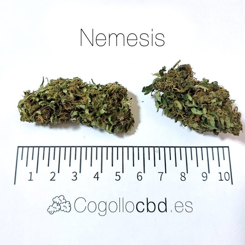 Nemesis - cogollo CBD