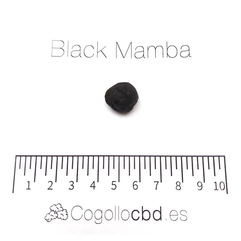Black Mamba - hachís CBD