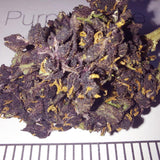 Purple haze - cogollo CBD