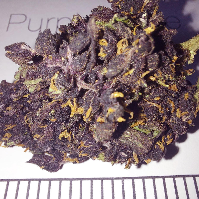 Purple haze - cogollo CBD