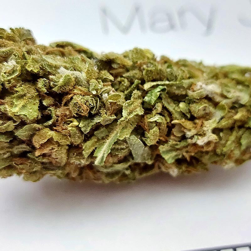 MARY JANE - Exterior