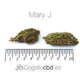 MARY JANE - Exterior