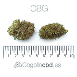 CBG - cogollo CBG