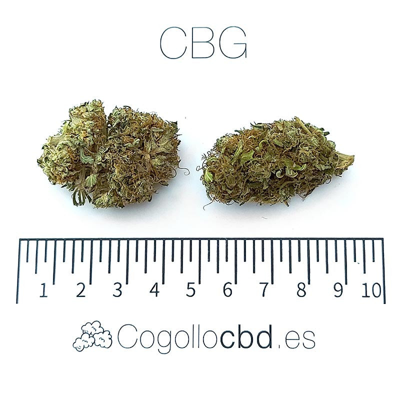 CBG - cogollo CBG