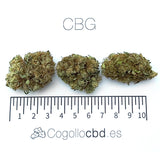 CBG - cogollo CBG