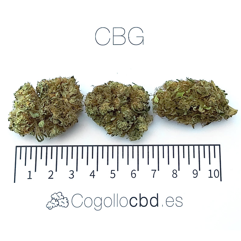 CBG - cogollo CBG