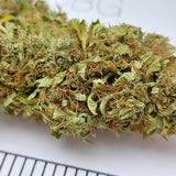 CBG - cogollo CBG