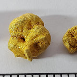 Gold Rock 75% CBD - cogollo CBD