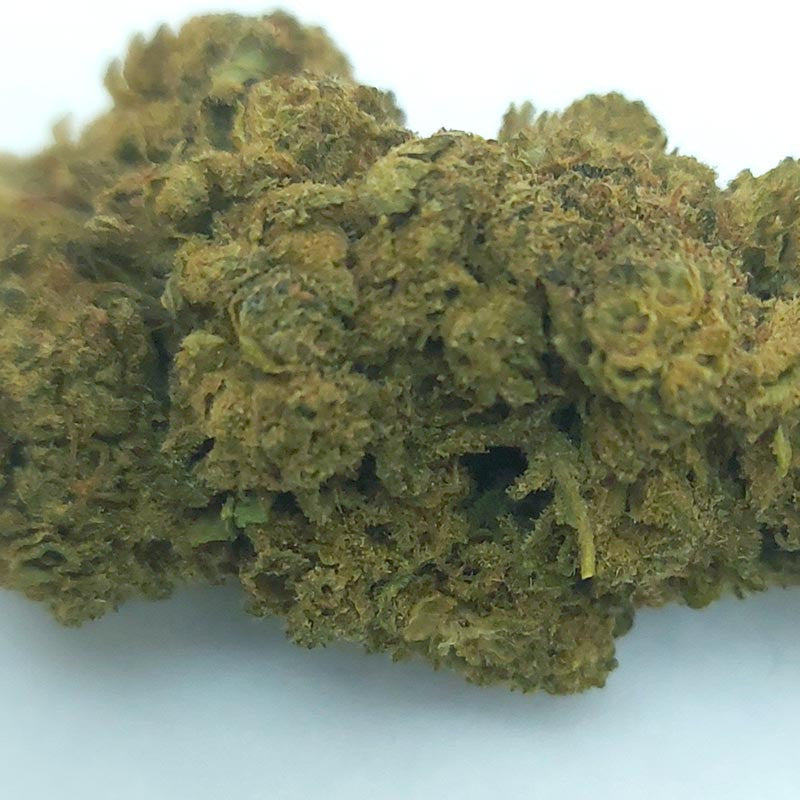 Mango - cogollo CBD