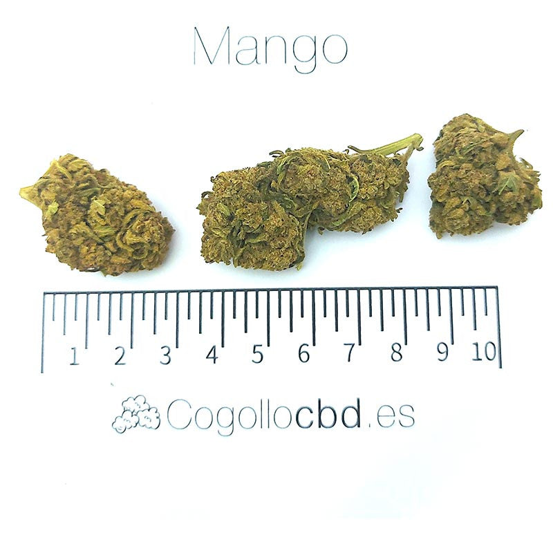 Mango - cogollo CBD