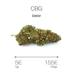 CBG - cogollo CBG