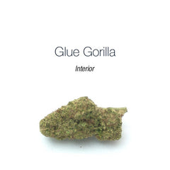 Glue Gorilla - interior