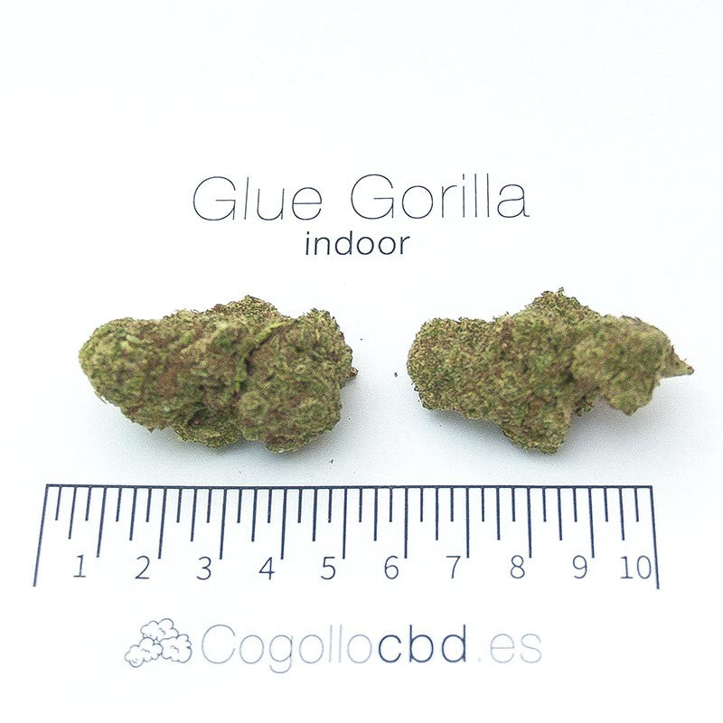 Glue Gorilla - interior