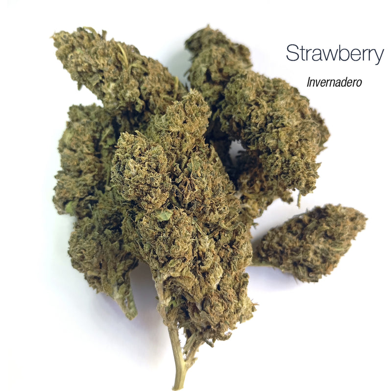 STRAWBERRY 9.27% CBD - Invernadero