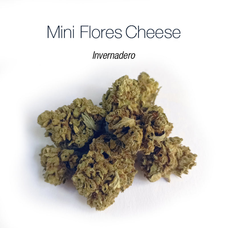 Mini Flores CHEESE O.G. - cogollo CBD