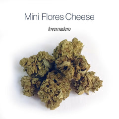 Mini Flores CHEESE O.G. - cogollo CBD