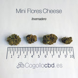 Mini Flores CHEESE O.G. - cogollo CBD