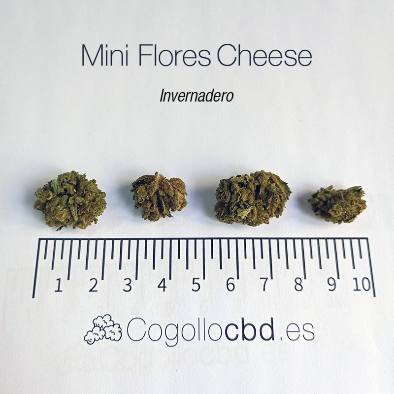 Mini Flores CHEESE O.G. - cogollo CBD