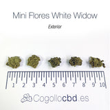 Mini Flores WHITE WIDOW - Exterior