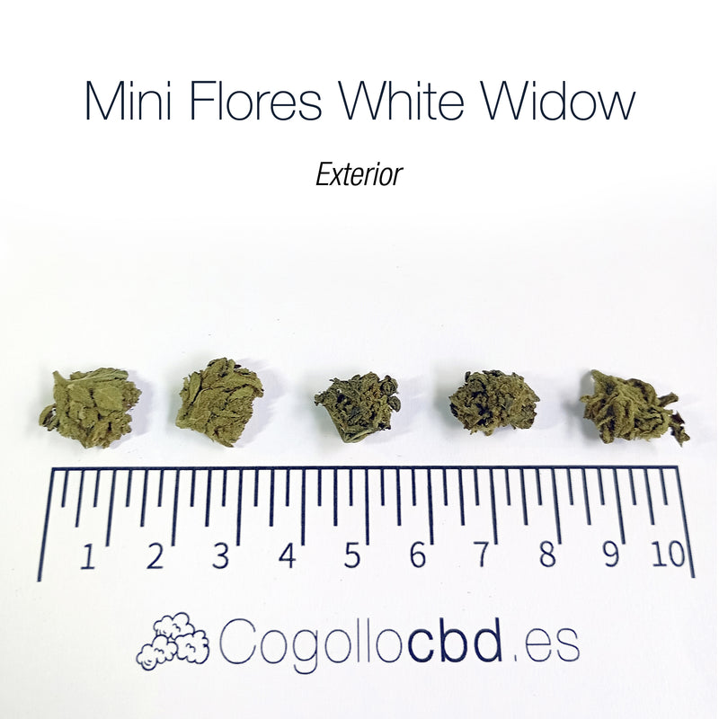 Mini Flores WHITE WIDOW - Exterior