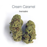 CREAM CARAMEL - Invernadero
