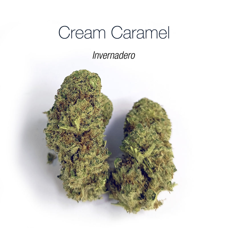 CREAM CARAMEL - Invernadero
