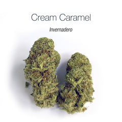 CREAM CARAMEL - Invernadero