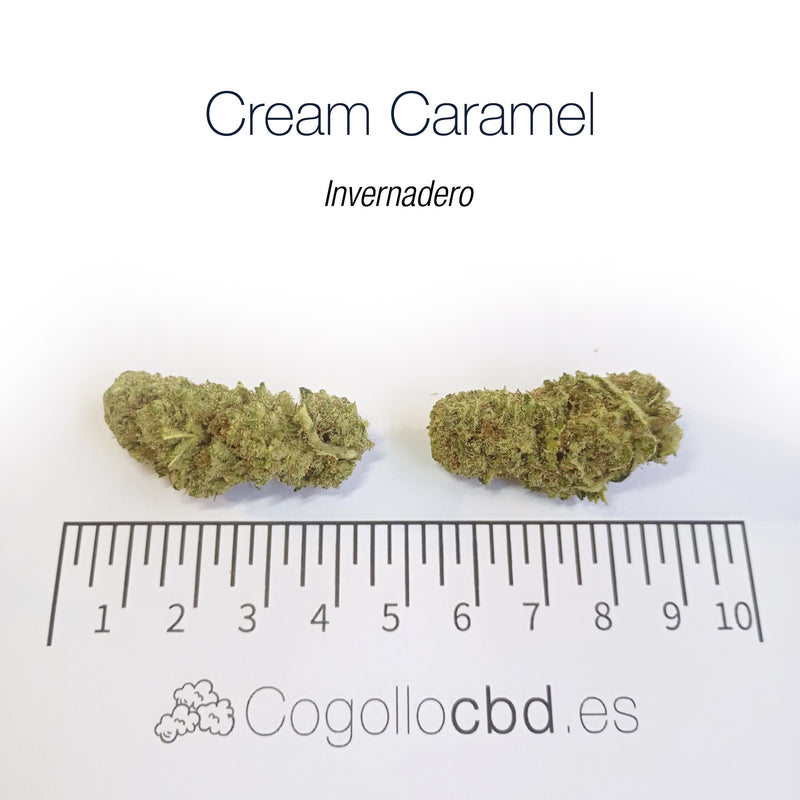 CREAM CARAMEL - Invernadero
