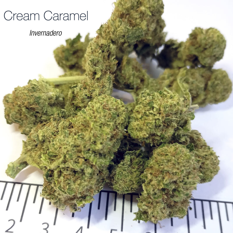 CREAM CARAMEL - Invernadero