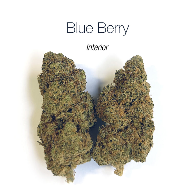 BLUEBERRY 5.24% CBD - Interior