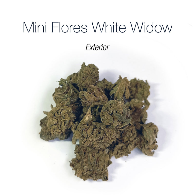Mini Flores WHITE WIDOW - Exterior