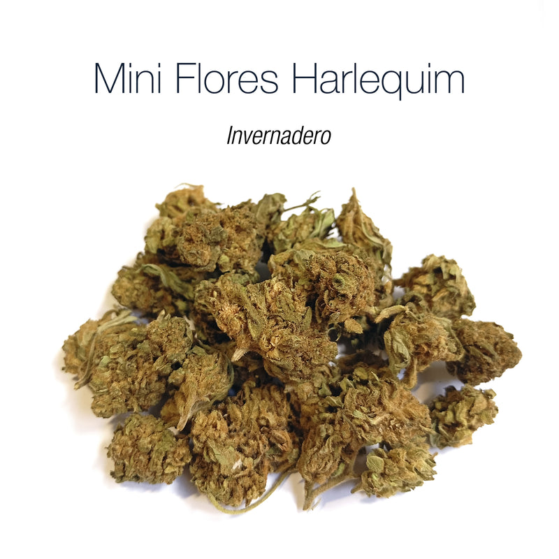 Mini Flores HARLEQUIM - Invernadero