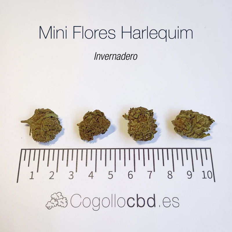 Mini Flores HARLEQUIM - Invernadero