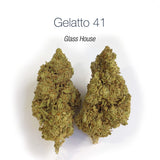 GELATTO 41 15.5% CBD - Glass House