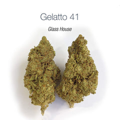 GELATTO 41 15.5% CBD - Glass House