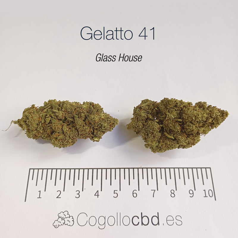 GELATTO 41 15.5% CBD - Glass House