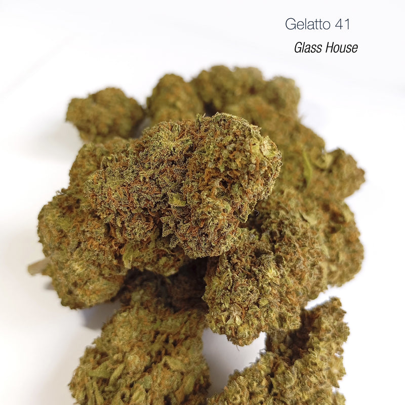 GELATTO 41 15.5% CBD - Glass House