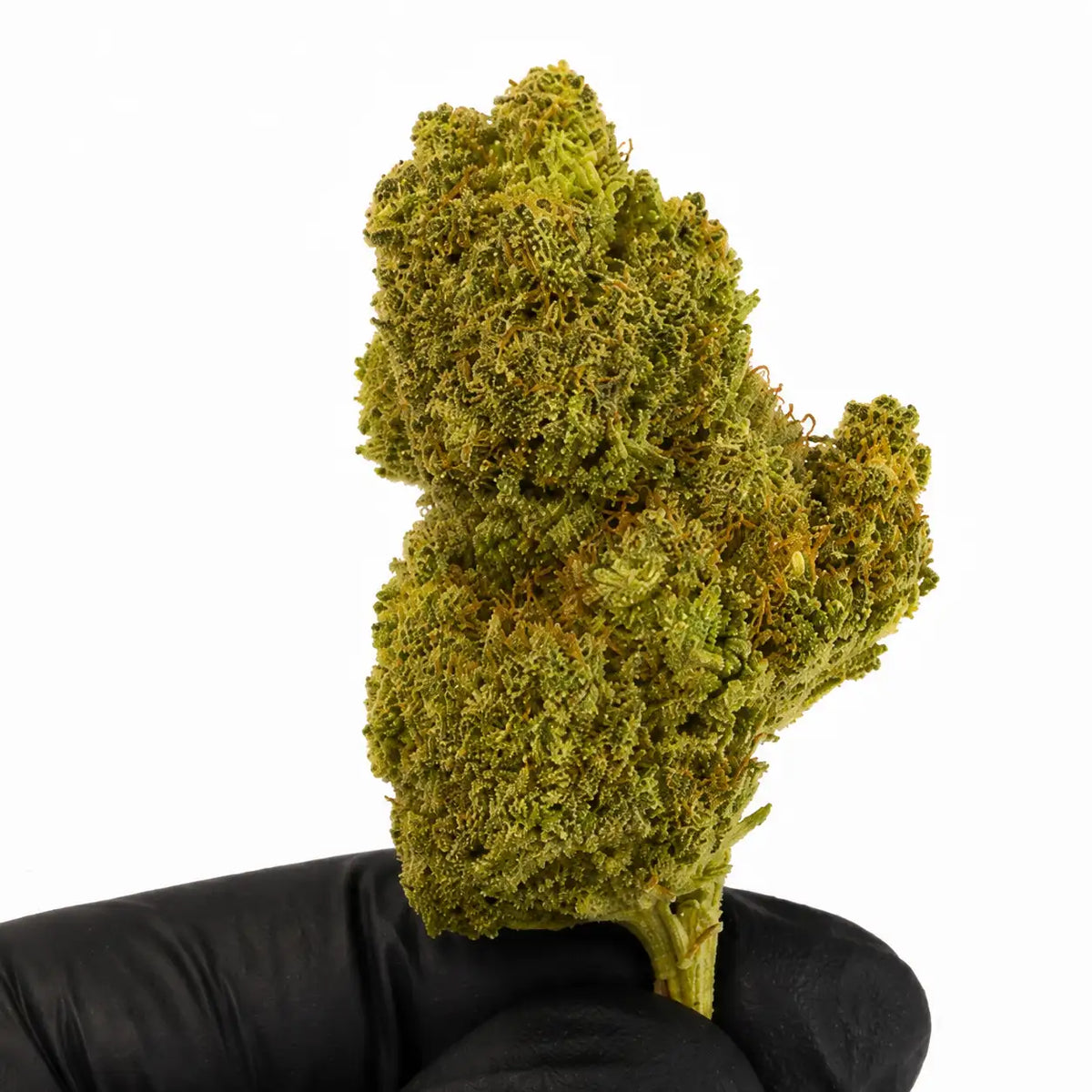 Cogollo de Alien Fruit CBD sujeto con guante negro