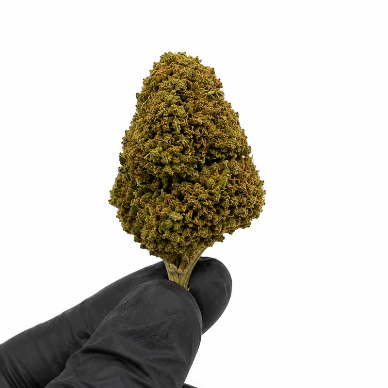 APPLE FRITZER 6.8% CBD - Invernadero