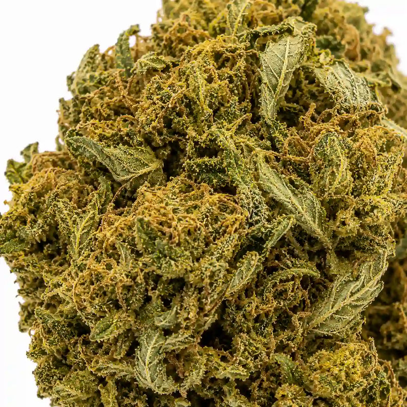 APPLE FRITZER 6.8% CBD - Invernadero
