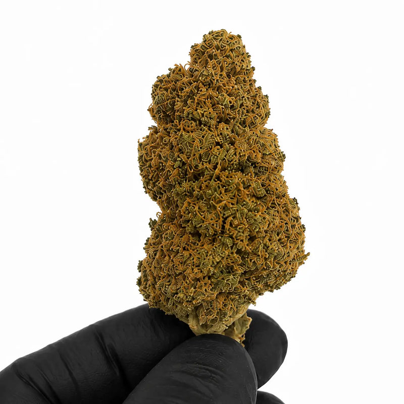 BLUEBERRY 5.24% CBD - Interior