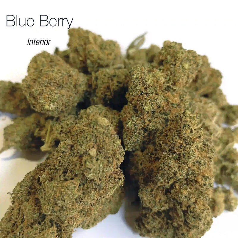 BLUEBERRY 5.24% CBD - Interior