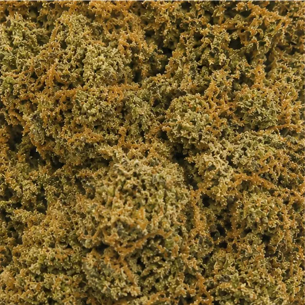 BLUEBERRY 5.24% CBD - Interior