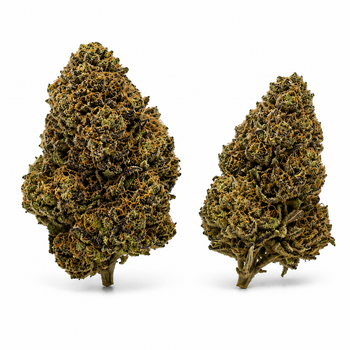 LIME PURPLE 7,79% CBD - Glass House