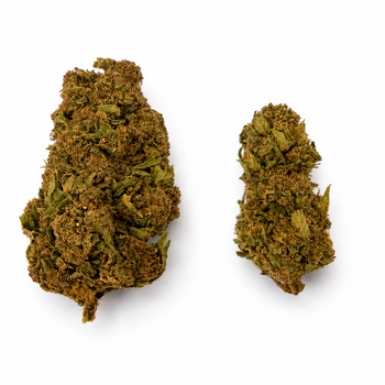 MANGO O.G 12.92% CBD - Glass House